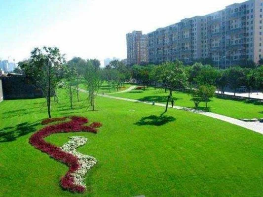 城市绿化攻略：五种方法让地面变绿
