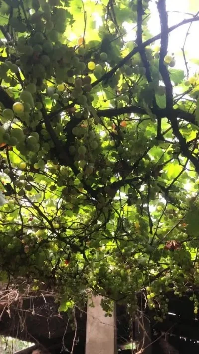 阿猫阿狗门前一颗葡萄树-阿猫阿狗葡萄树