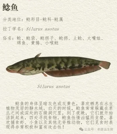 石鳞鲶鱼在哪钓-石鳞鲶鱼钓点分布